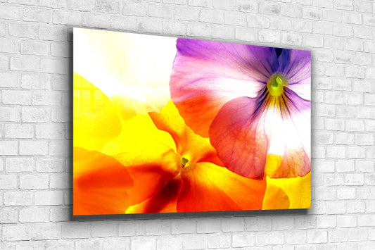 Colorful Flower Closeup UV Direct Aluminum Print Australian Made Quality