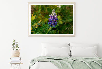 Lupinus Pusillus Close Up View Home Decor Premium Quality Poster Print Choose Your Sizes