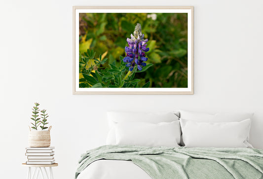 Lupinus Pusillus Close Up View Home Decor Premium Quality Poster Print Choose Your Sizes