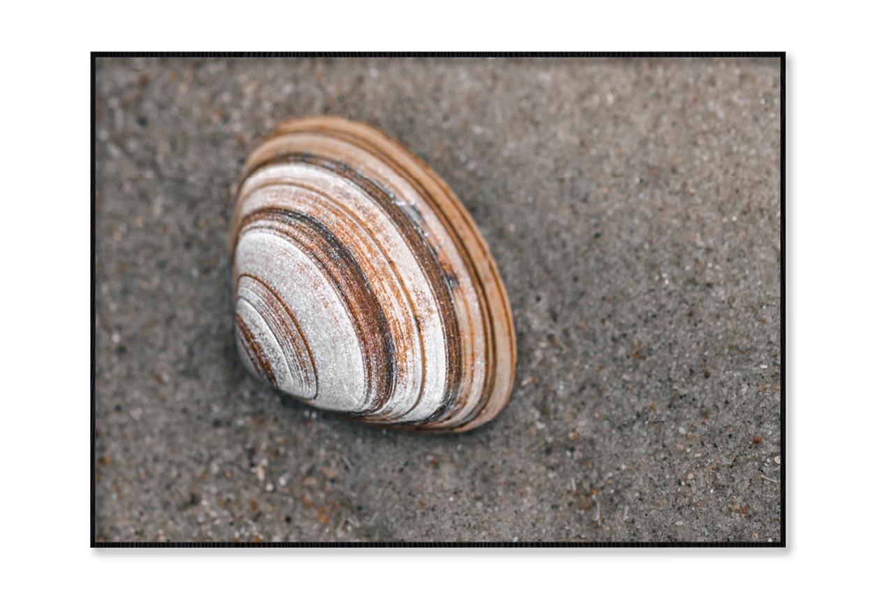 Close-Up Of Shell in The Sand on The Beach Home Decor Premium Quality Poster Print Choose Your Sizes - Bella Home Decor