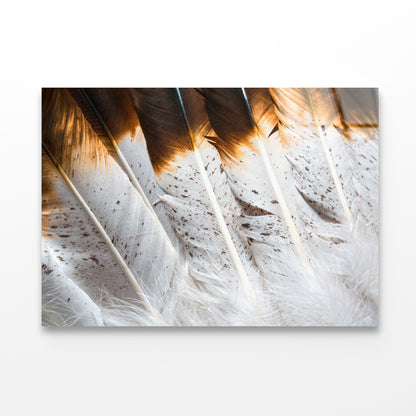 Bunch of White and Brown Feathers Acrylic Glass Print Tempered Glass Wall Art 100% Made in Australia Ready to Hang - Bella Home Decor