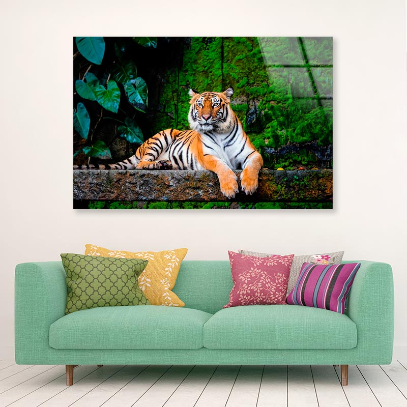 Beautiful Bengal Tiger with Lush Green Habitat Background Acrylic Glass Print Tempered Glass Wall Art 100% Made in Australia Ready to Hang