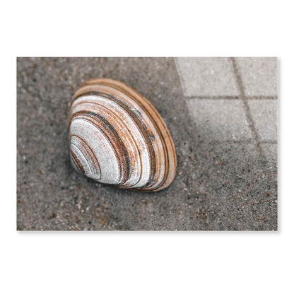 Close-Up Of Shell in The Sand on The Beach, Acrylic Glass Print Tempered Glass Wall Art 100% Made in Australia Ready to Hang