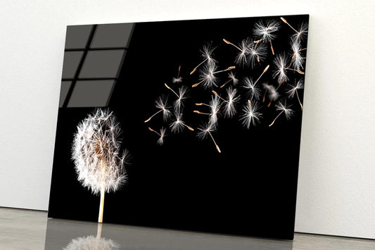 Dandelion On Black Background Acrylic Glass Print Tempered Glass Wall Art 100% Made in Australia Ready to Hang