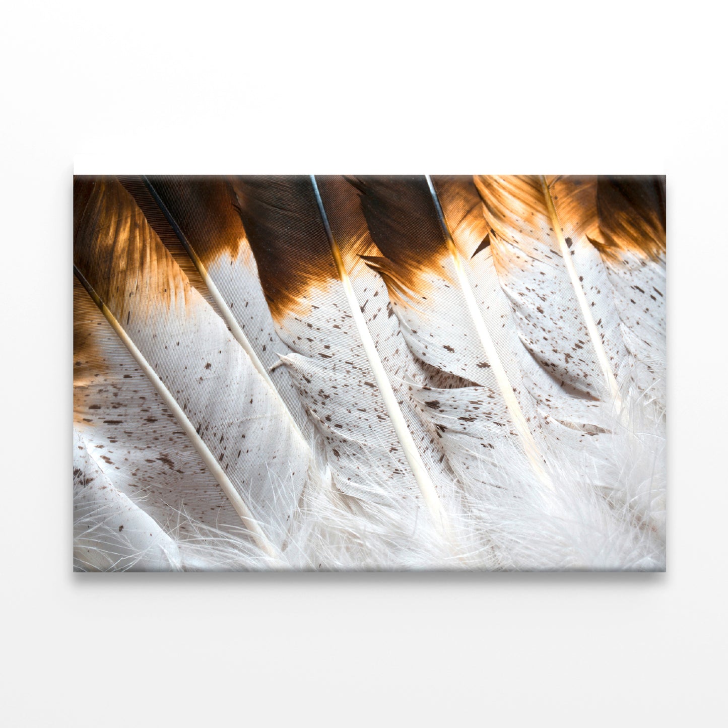 Bunch of White and Brown Feathers Print 100% Australian Made - Bella Home Decor