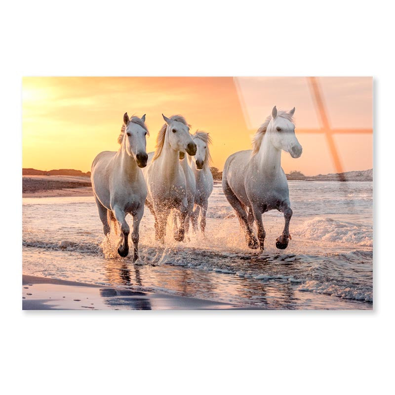 White Horses Running Through the Water at Sunset Acrylic Glass Print Tempered Glass Wall Art 100% Made in Australia Ready to Hang - Bella Home Decor