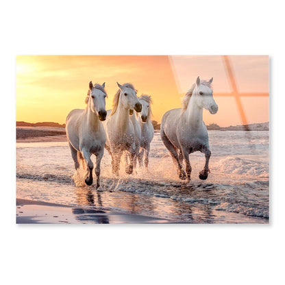 White Horses Running Through the Water at Sunset Acrylic Glass Print Tempered Glass Wall Art 100% Made in Australia Ready to Hang - Bella Home Decor