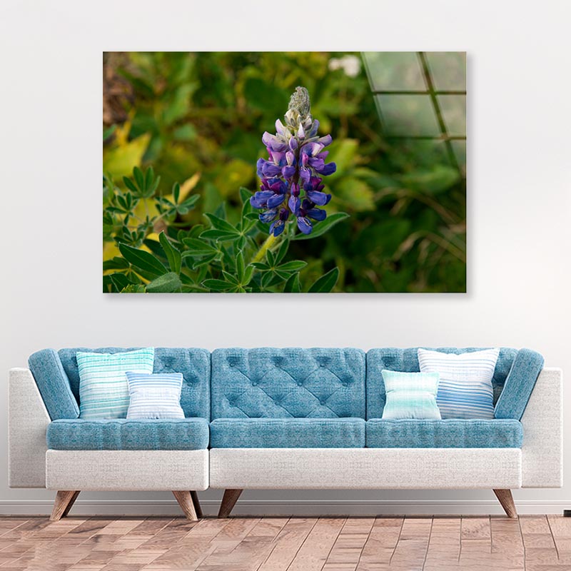 Lupinus Pusillus Close Up View Acrylic Glass Print Tempered Glass Wall Art 100% Made in Australia Ready to Hang