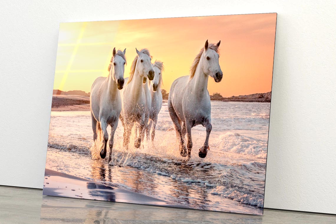 White Horses Running Through the Water at Sunset Acrylic Glass Print Tempered Glass Wall Art 100% Made in Australia Ready to Hang - Bella Home Decor