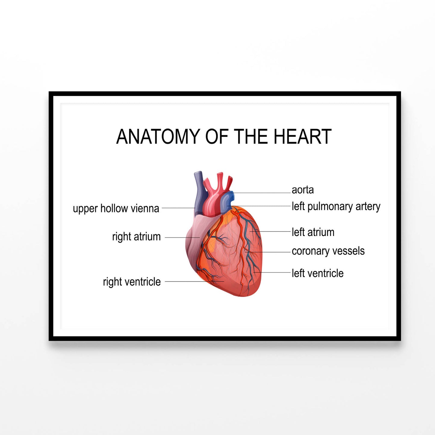 Human Heart Cardiology Illustration Home Decor Premium Quality Poster Print Choose Your Sizes