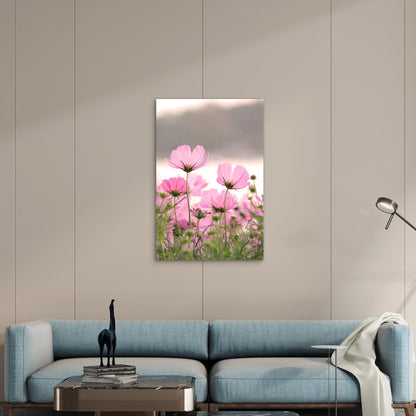 Field of Pink Cosmos Flowers 40x60cm Metal Print Ready to Hang