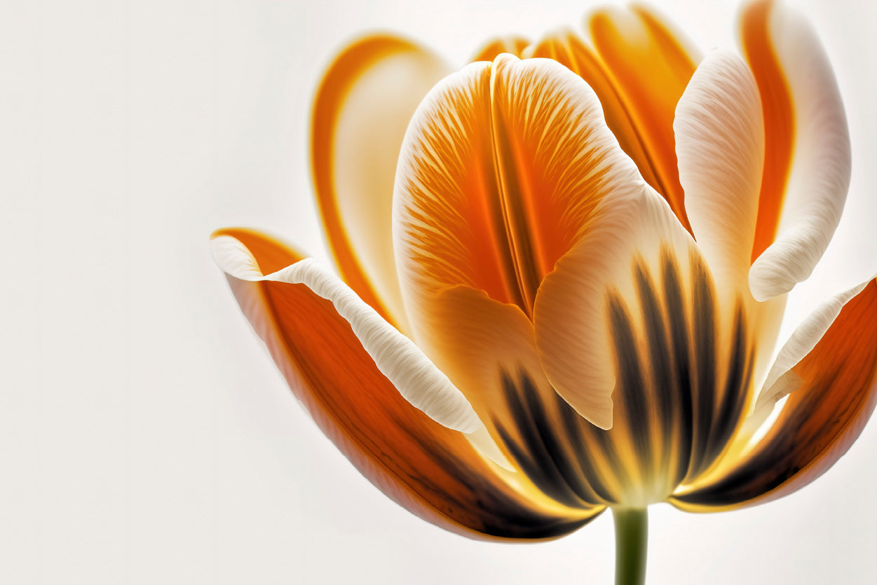 Tulips in Close-Up View Home Decor Premium Quality Poster Print Choose Your Sizes