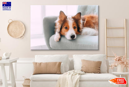 Dog Is Laying on A Blue Chair Wall Art Decor 100% Australian Made - Bella Home Decor