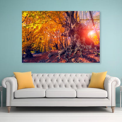 Autumn Trees Glowing by Sunlight Acrylic Glass Print Tempered Glass Wall Art 100% Made in Australia Ready to Hang