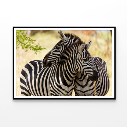 Pair of Zebra Standing Near Tree Home Decor Premium Quality Poster Print Choose Your Sizes