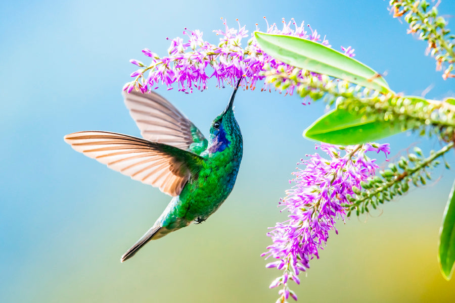 Hummingbird Violet Sabrewing Flying  Acrylic Glass Print Tempered Glass Wall Art 100% Made in Australia Ready to Hang - Bella Home Decor