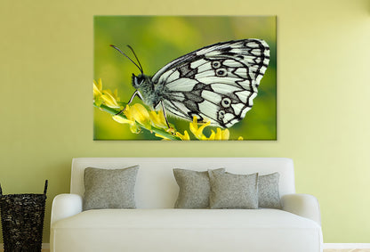 Galathea Butterfly at Sunset Wall Art Decor 100% Australian Made - Bella Home Decor
