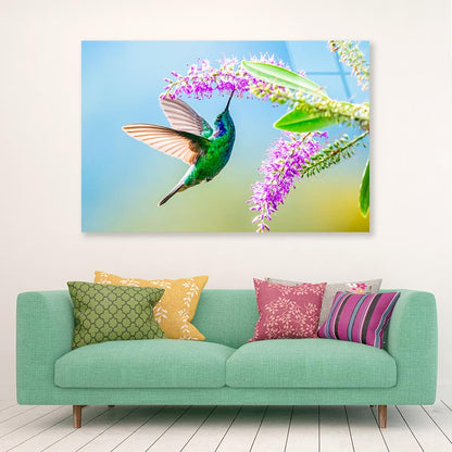 Hummingbird Violet Sabrewing Flying  Acrylic Glass Print Tempered Glass Wall Art 100% Made in Australia Ready to Hang - Bella Home Decor