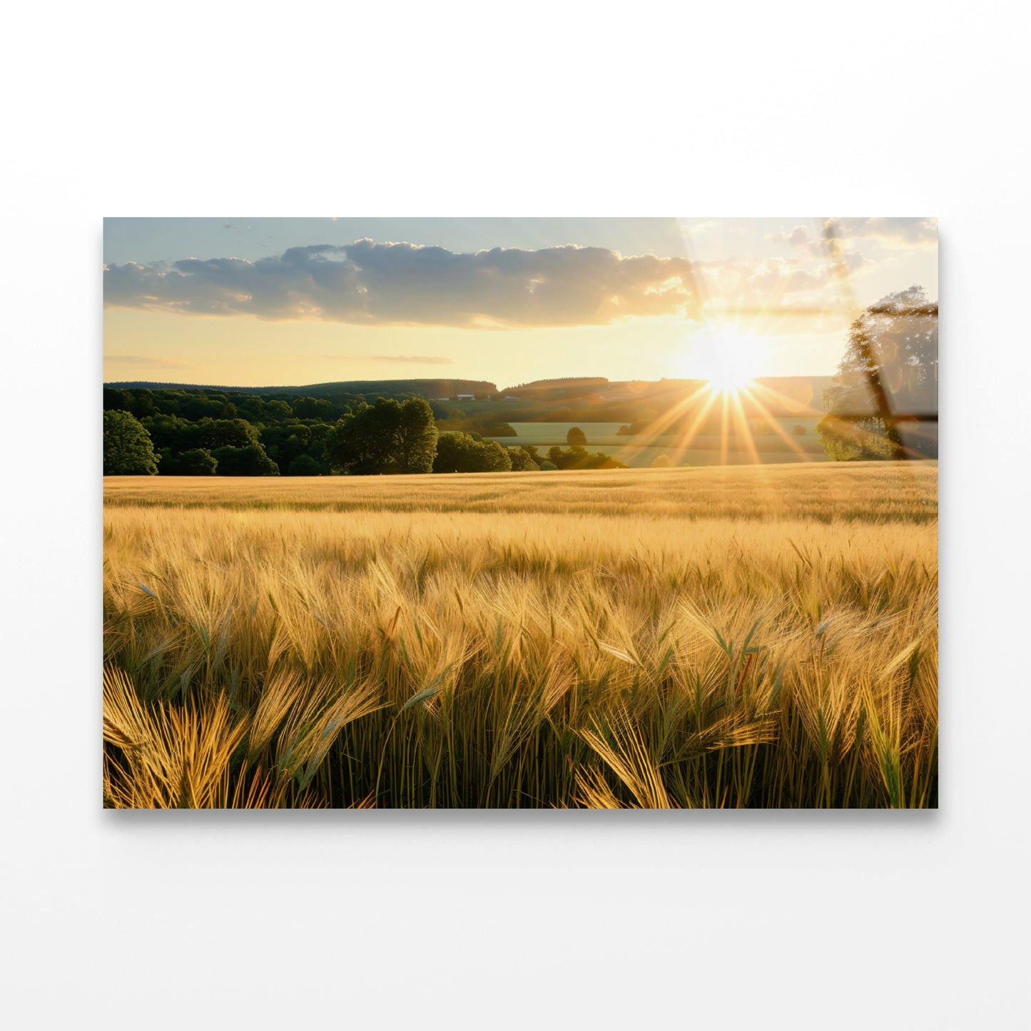 Summer with Bright and Golden Sun Meadow Acrylic Glass Print Tempered Glass Wall Art 100% Made in Australia Ready to Hang