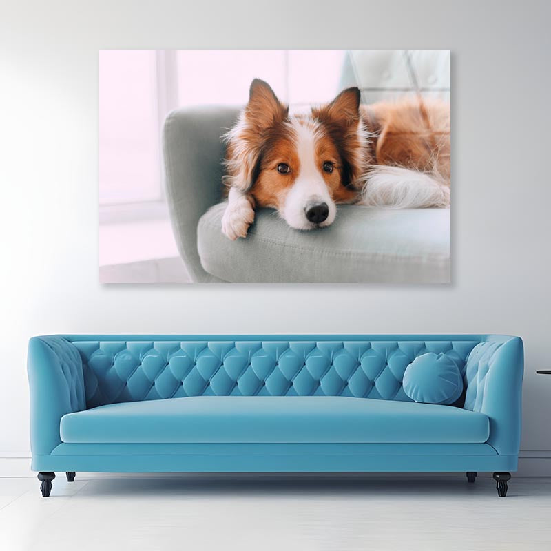 Dog Is Laying on A Blue Chair Acrylic Glass Print Tempered Glass Wall Art 100% Made in Australia Ready to Hang