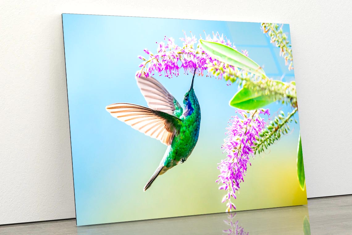 Hummingbird Violet Sabrewing Flying  Acrylic Glass Print Tempered Glass Wall Art 100% Made in Australia Ready to Hang - Bella Home Decor