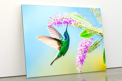 Hummingbird Violet Sabrewing Flying  Acrylic Glass Print Tempered Glass Wall Art 100% Made in Australia Ready to Hang - Bella Home Decor