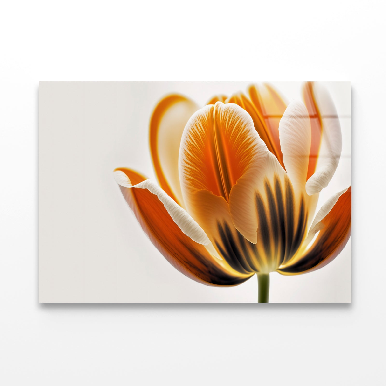 Tulips in Close-Up View Acrylic Glass Print Tempered Glass Wall Art 100% Made in Australia Ready to Hang - Bella Home Decor