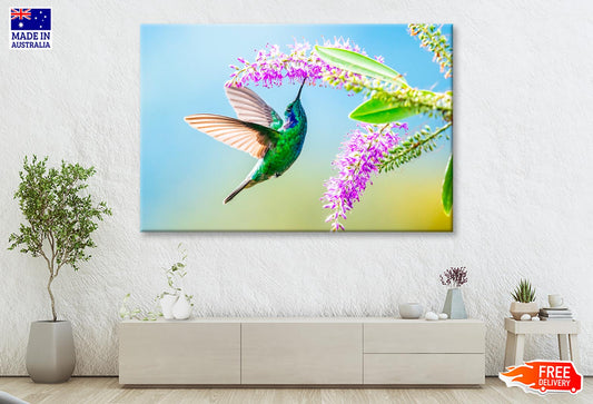 Hummingbird Violet Sabrewing Flying  Wall Art Decor 100% Australian Made