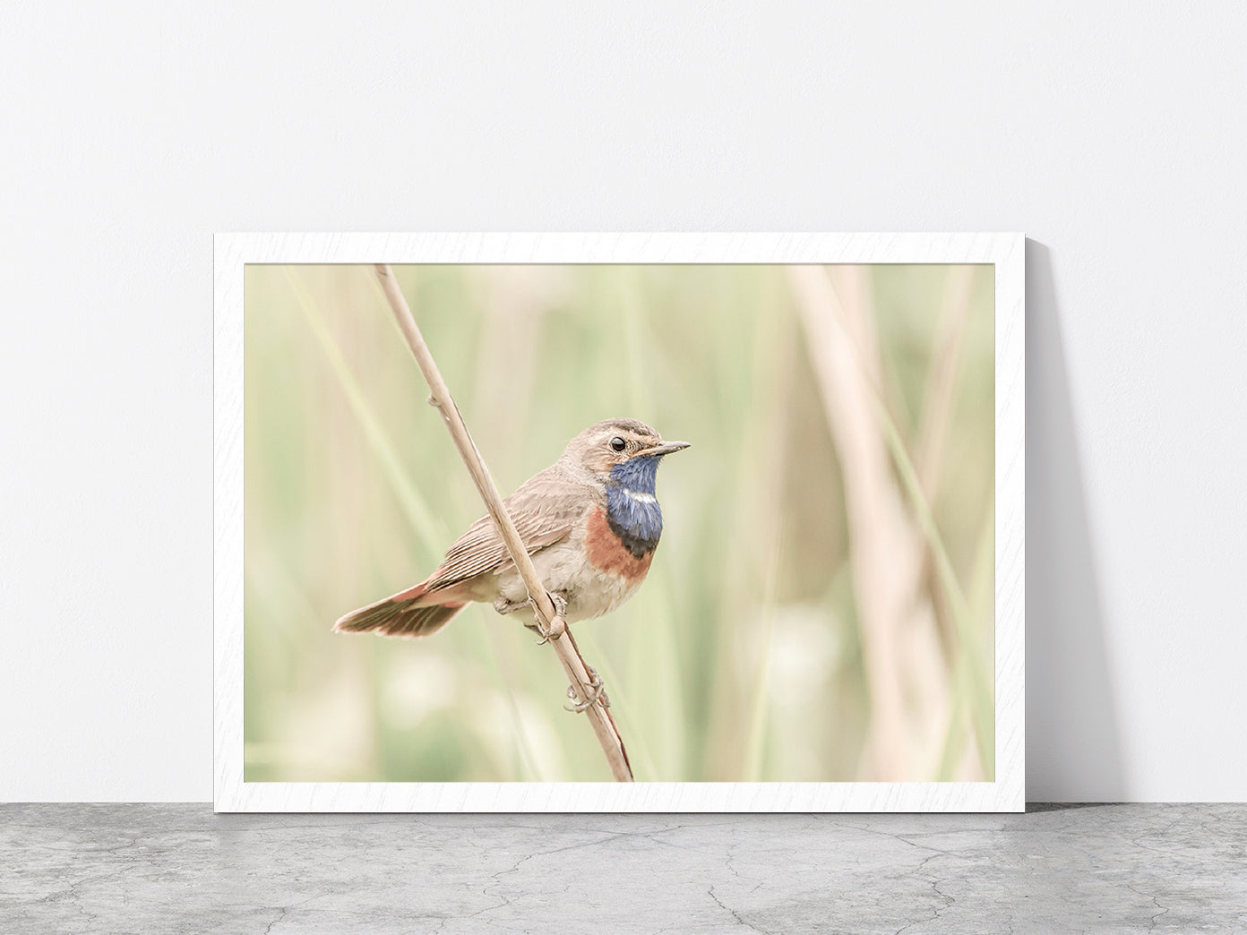 Bluethroat Bird on Branch Faded Photograph Glass Framed Wall Art, Ready to Hang Quality Print Without White Border White