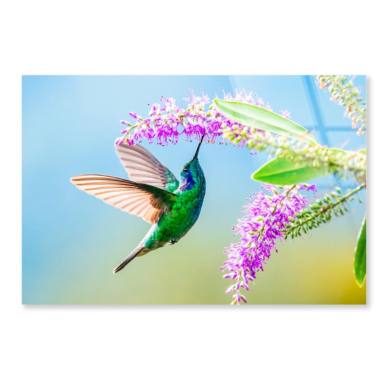 Hummingbird Violet Sabrewing Flying  Acrylic Glass Print Tempered Glass Wall Art 100% Made in Australia Ready to Hang - Bella Home Decor
