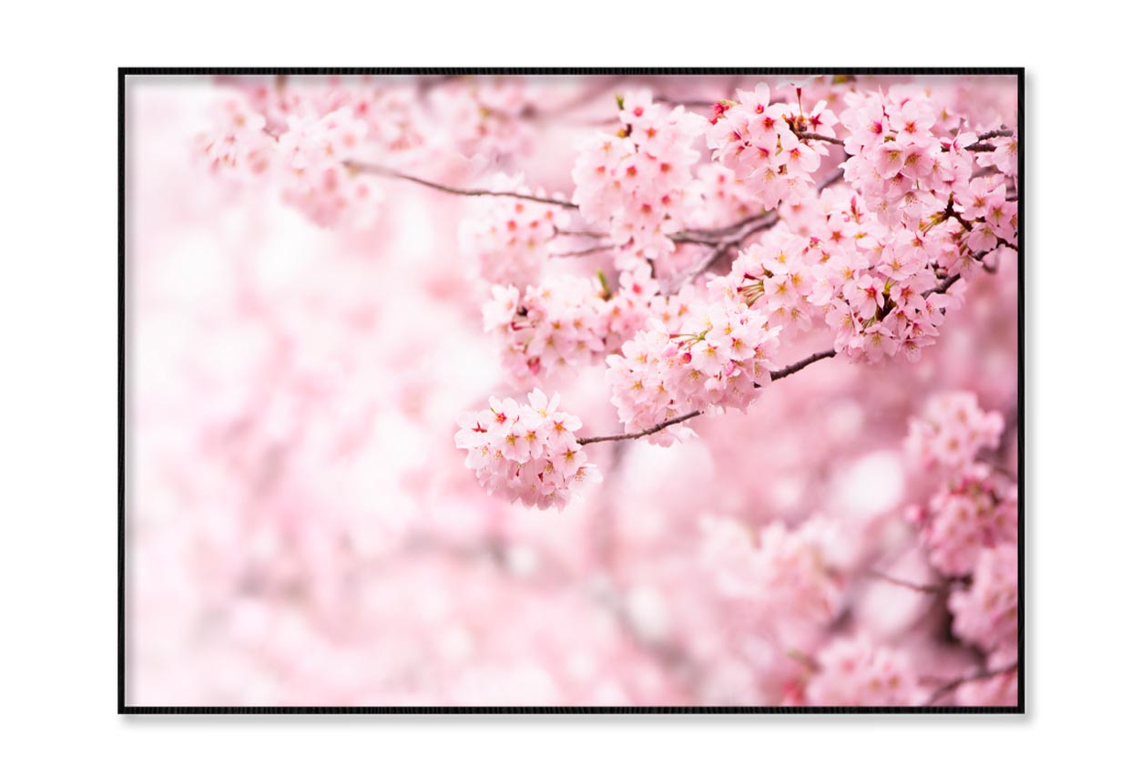 Cherry Blossom In Full BloomHome Decor Premium Quality Poster Print Choose Your Sizes