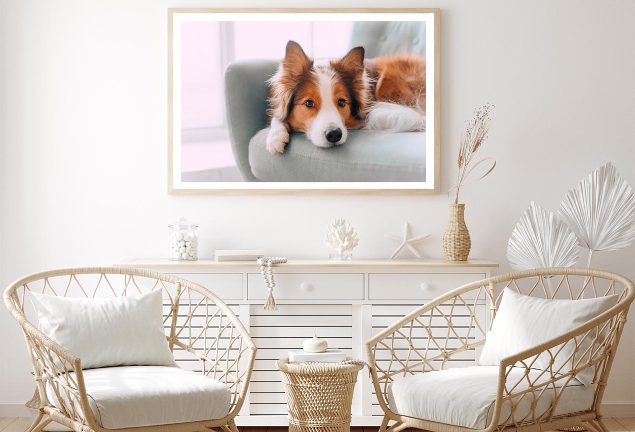 Dog Is Laying on A Blue Chair Home Decor Premium Quality Poster Print Choose Your Sizes