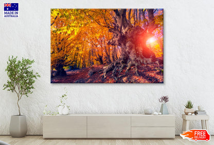 Autumn Trees Glowing by Sunlight  Wall Art Decor 100% Australian Made