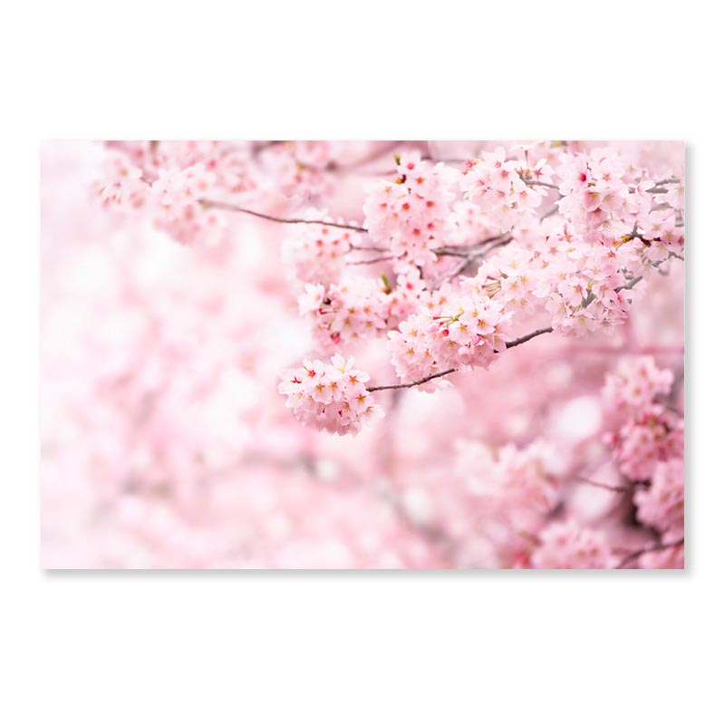 Cherry Blossom In Full Bloom Acrylic Glass Print Tempered Glass Wall Art 100% Made in Australia Ready to Hang