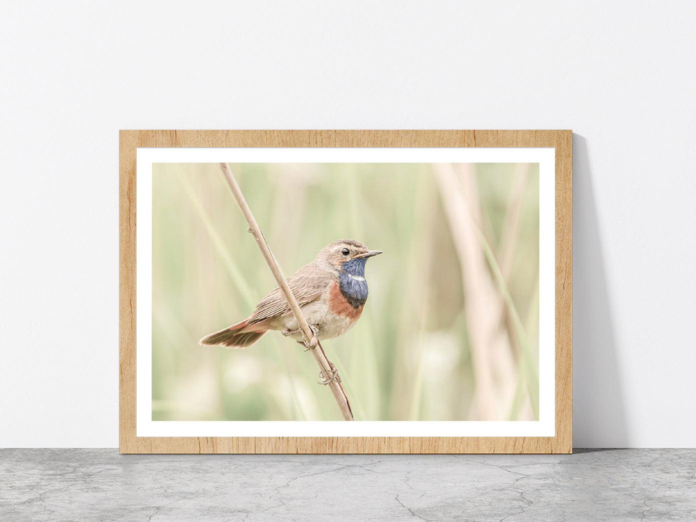 Bluethroat Bird on Branch Faded Photograph Glass Framed Wall Art, Ready to Hang Quality Print With White Border Oak