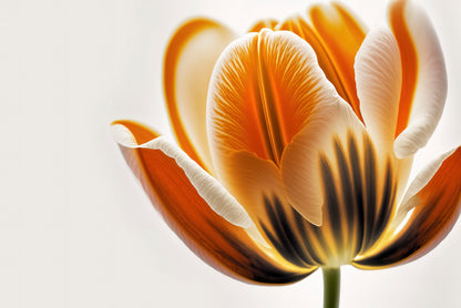 Tulips in Close-Up View Print 100% Australian Made - Bella Home Decor