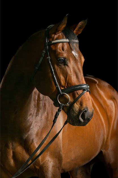 Brown Thoroughbred Horse Head 60x90cm Metal Print Ready to Hang