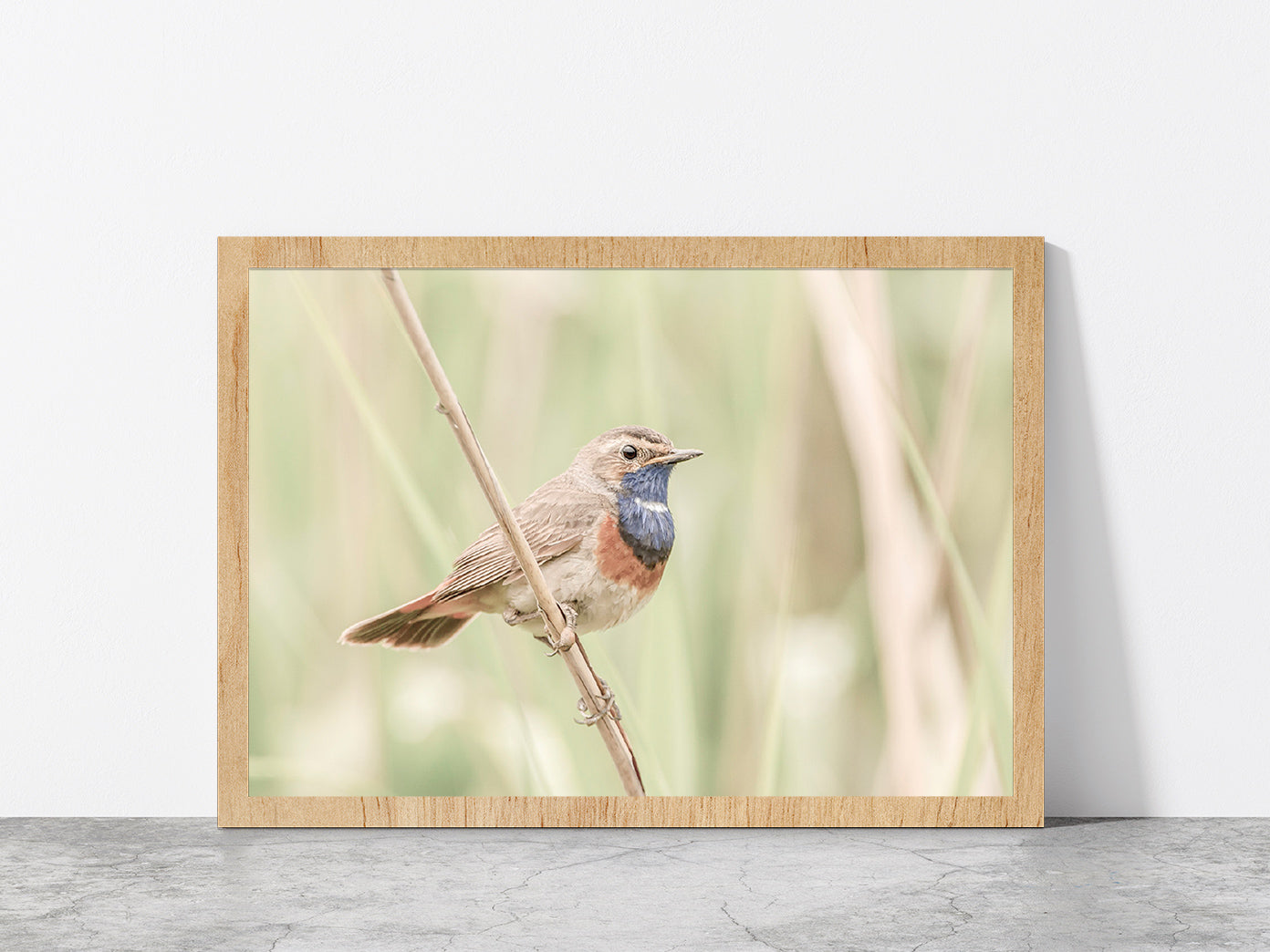 Bluethroat Bird on Branch Faded Photograph Glass Framed Wall Art, Ready to Hang Quality Print Without White Border Oak