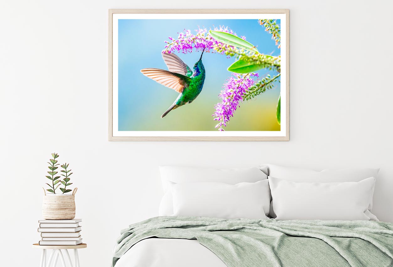 Hummingbird Violet Sabrewing Flying Home Decor Premium Quality Poster Print Choose Your Sizes