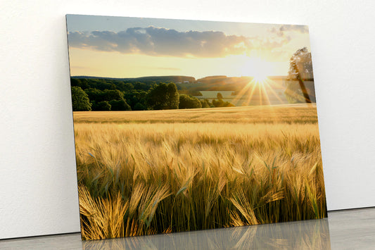 Summer with Bright and Golden Sun Meadow Acrylic Glass Print Tempered Glass Wall Art 100% Made in Australia Ready to Hang