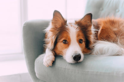 Dog Is Laying on A Blue Chair Acrylic Glass Print Tempered Glass Wall Art 100% Made in Australia Ready to Hang