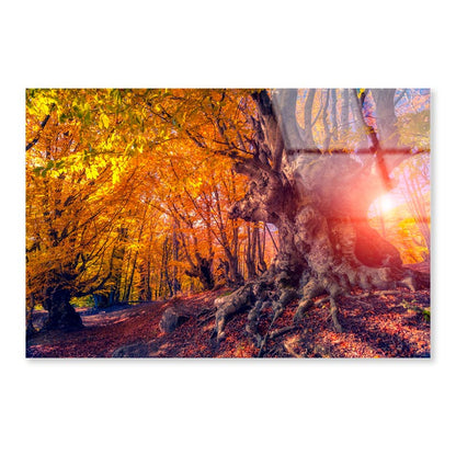 Autumn Trees Glowing by Sunlight Acrylic Glass Print Tempered Glass Wall Art 100% Made in Australia Ready to Hang