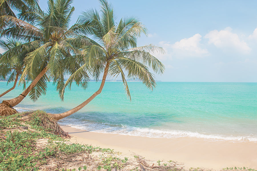 Tropical Beach with Coconut Palm Trees Print 100% Australian Made