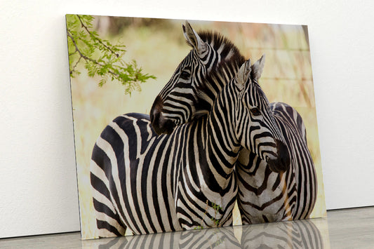 Pair of Zebra Standing Near Tree Acrylic Glass Print Tempered Glass Wall Art 100% Made in Australia Ready to Hang