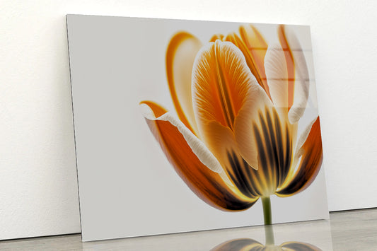 Tulips in Close-Up View Acrylic Glass Print Tempered Glass Wall Art 100% Made in Australia Ready to Hang - Bella Home Decor