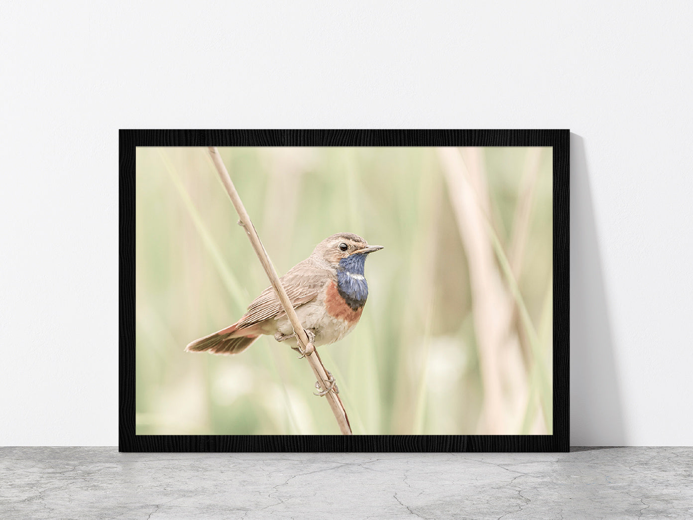 Bluethroat Bird on Branch Faded Photograph Glass Framed Wall Art, Ready to Hang Quality Print Without White Border Black