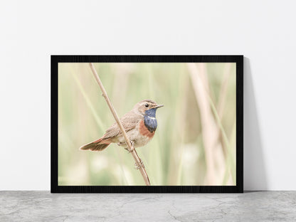 Bluethroat Bird on Branch Faded Photograph Glass Framed Wall Art, Ready to Hang Quality Print Without White Border Black