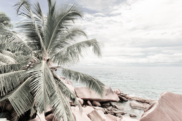 Palm Trees & Rocks near Sea View Photograph 90x60cm Print 100% Australian Made