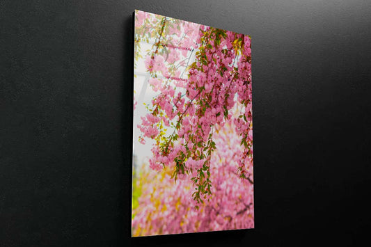 Lush Blossom of Sakura Acrylic Glass Print Tempered Glass Wall Art 100% Made in Australia Ready to Hang