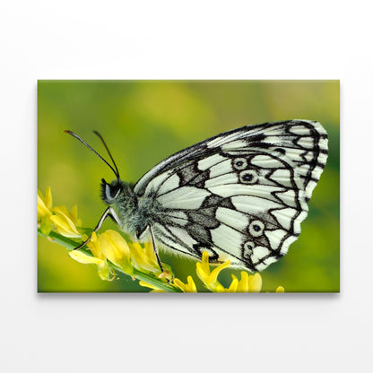 Galathea Butterfly at Sunset Wall Art Decor 100% Australian Made - Bella Home Decor